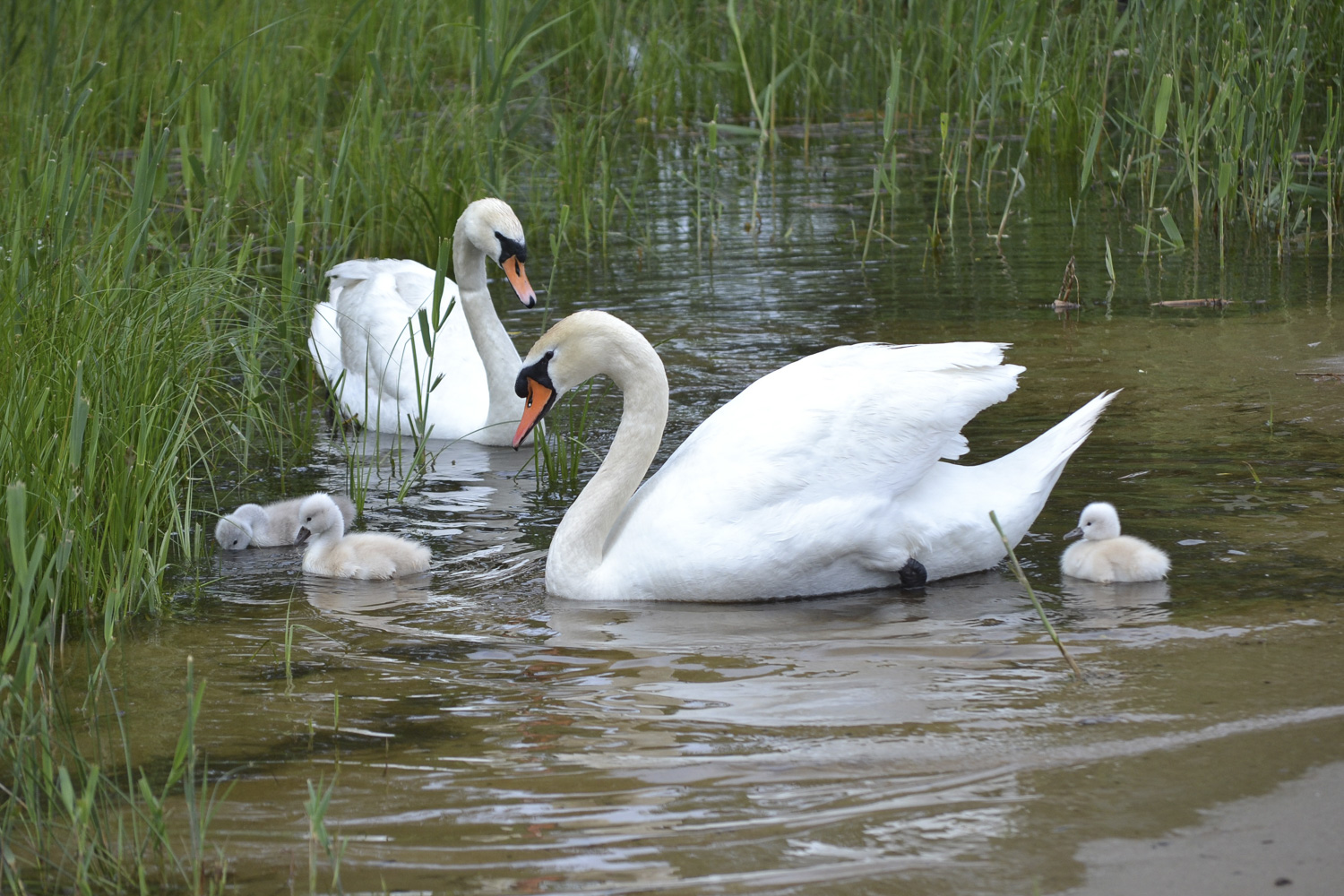 Swans and Cygnets at Kelso Beach Park, Owen Sound Real Estate (photo: Mary Blair)